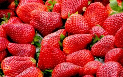 草莓界香奈兒-不用農藥使用光合菌取代化學農藥